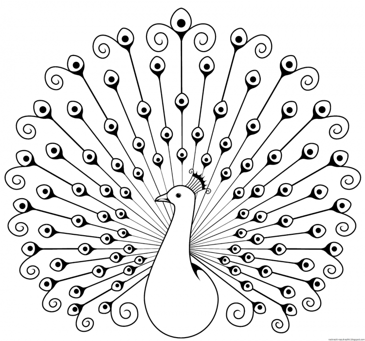 Павлин. Раскраска