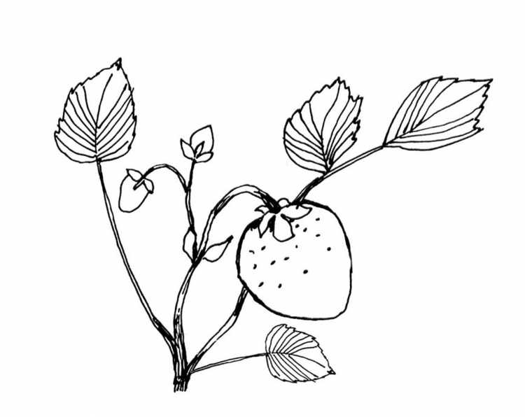 Рисование ветка с клубникой