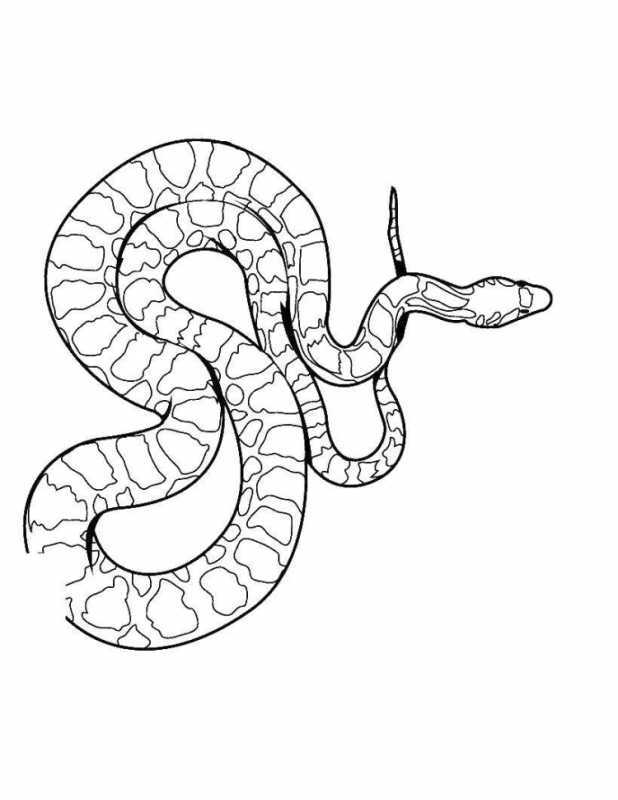 Змея раскраска