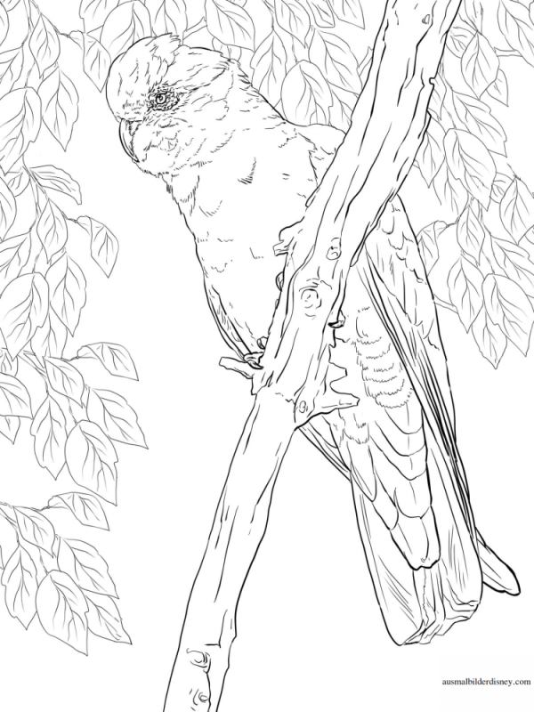 Попугай раскраска легкая