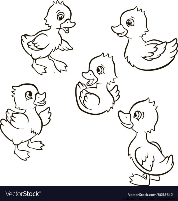 Цыпленок. Раскраски
