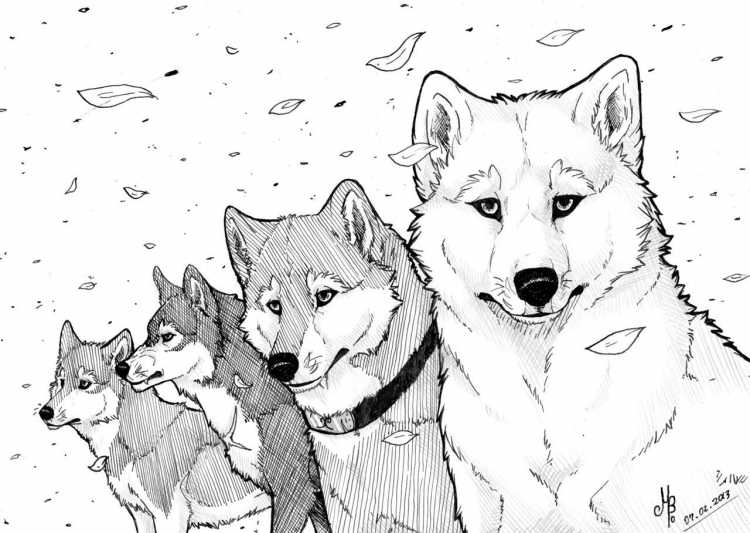 Стая Волков карандашом