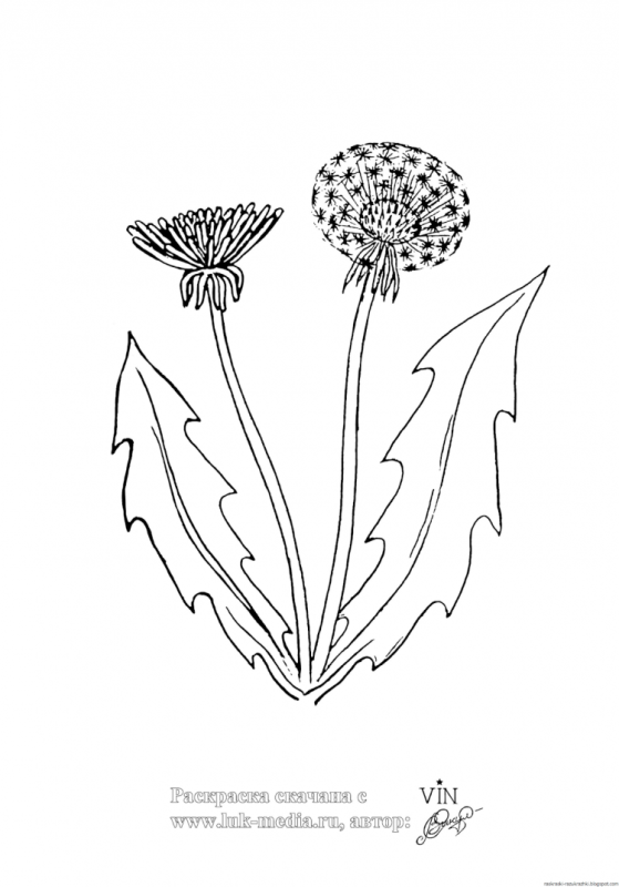 Постер "одуванчики"