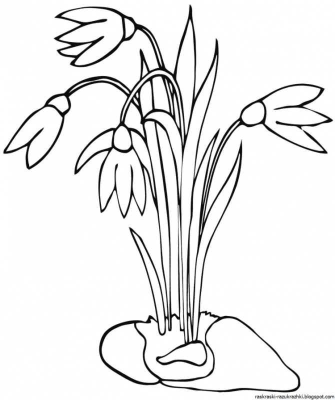 Галантус вектор