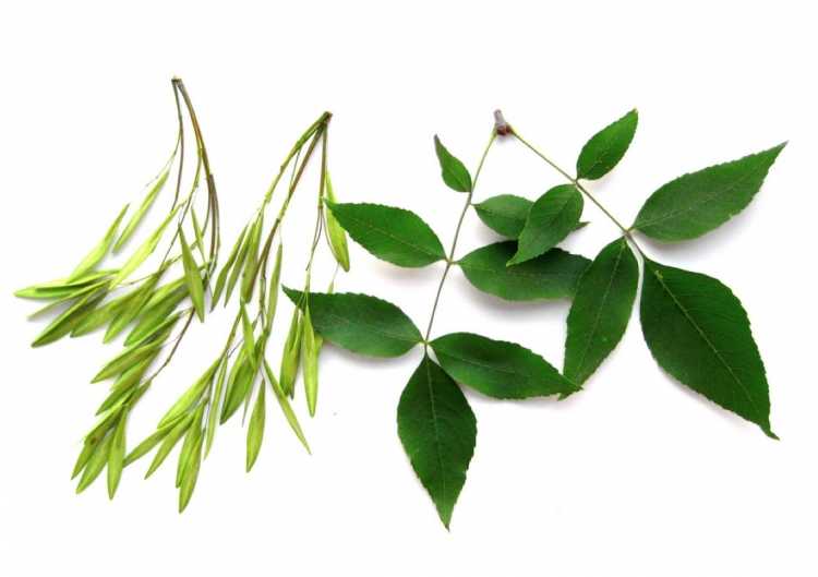 Дерево ясень с листиками