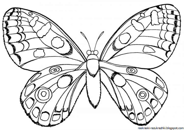 Раскраска "бабочки"