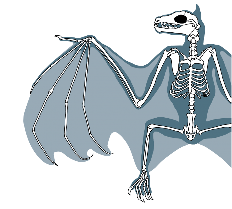 Крылья Пегаса