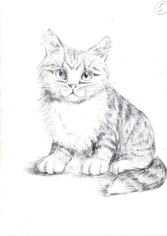 Кошка сидит рисунок поэтапно
