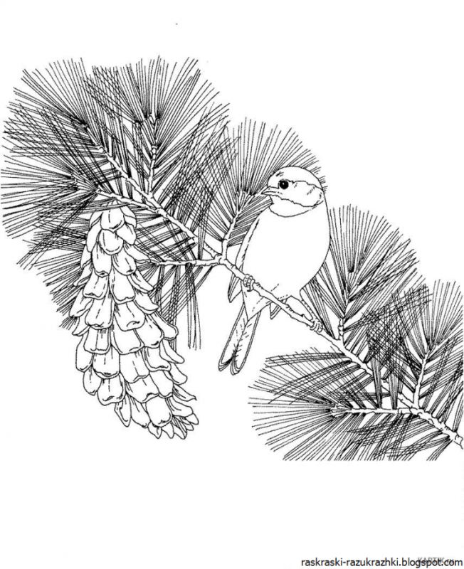 Раскраска синичка на ветке