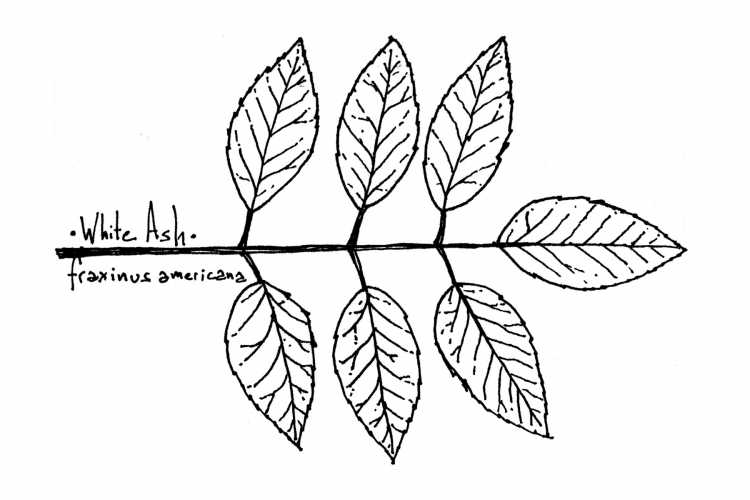 Листья ясеня тату