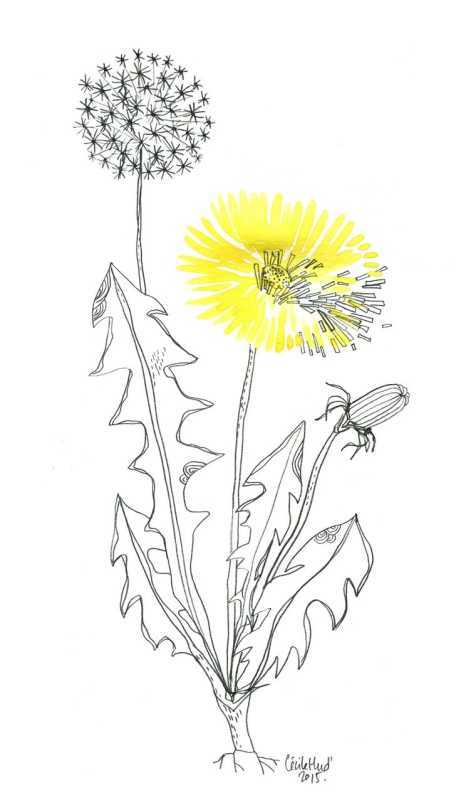 Раскраски цветы васильки