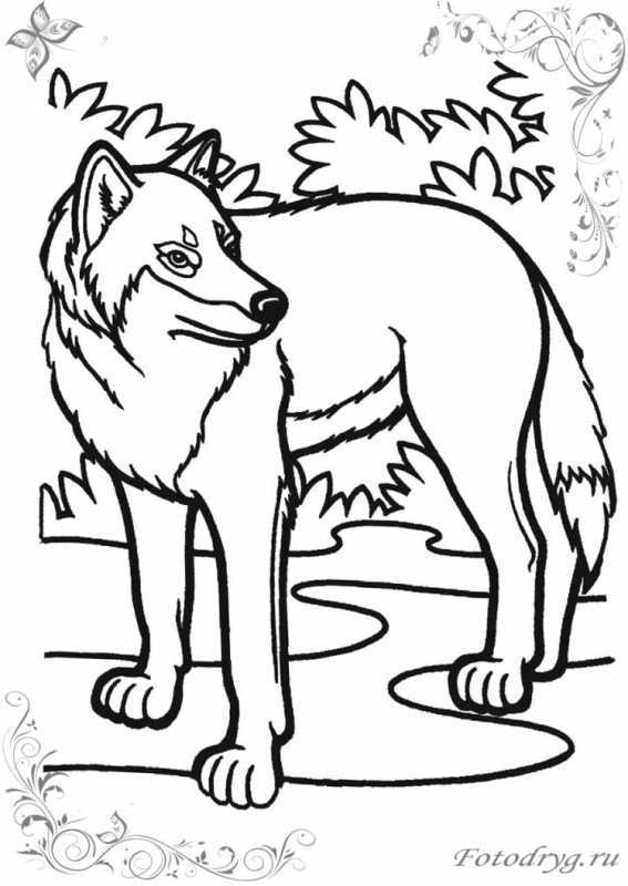 Раскраска стая Волков