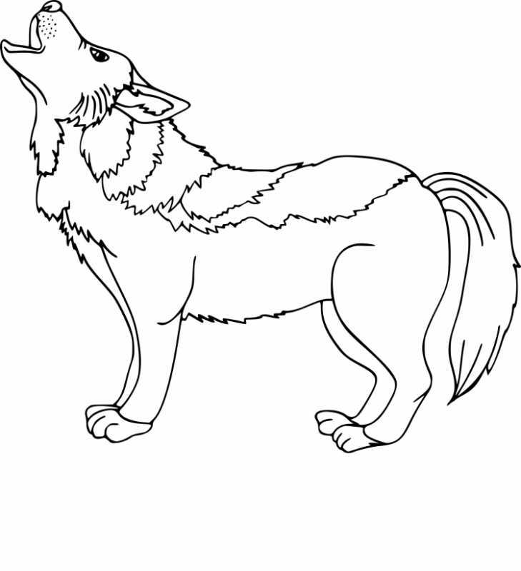 Волк раскраска для детей