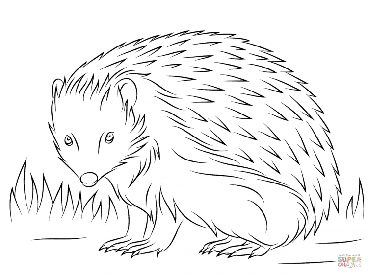 Ёжик раскраска для детей