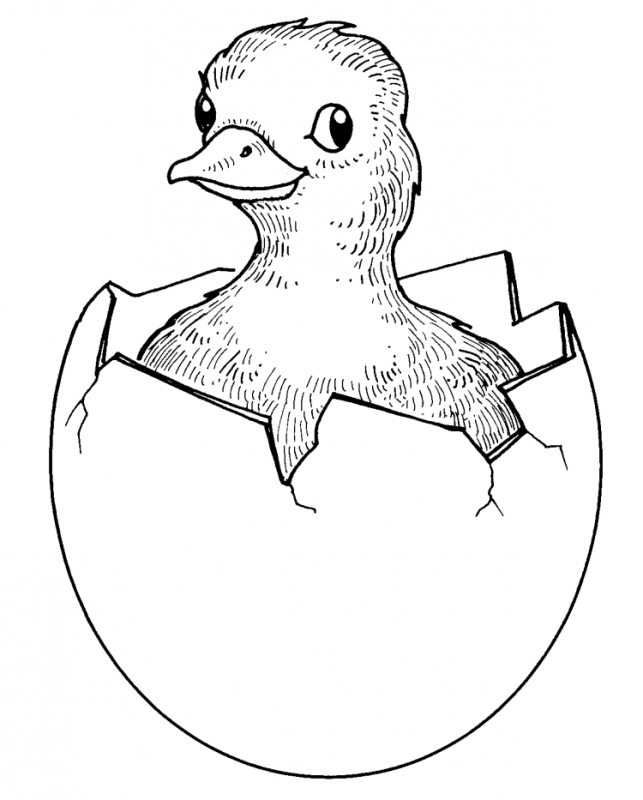 Чуковский цыпленок раскраска