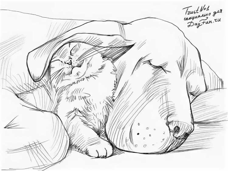 Рисунок кошки и собаки карандашом