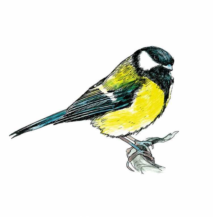 Синица на белом фоне