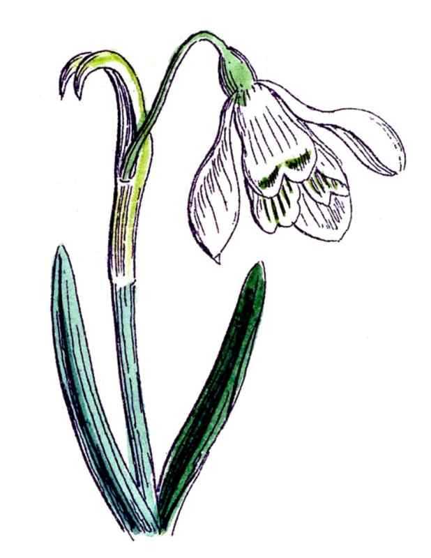 Подснежники мультяшные