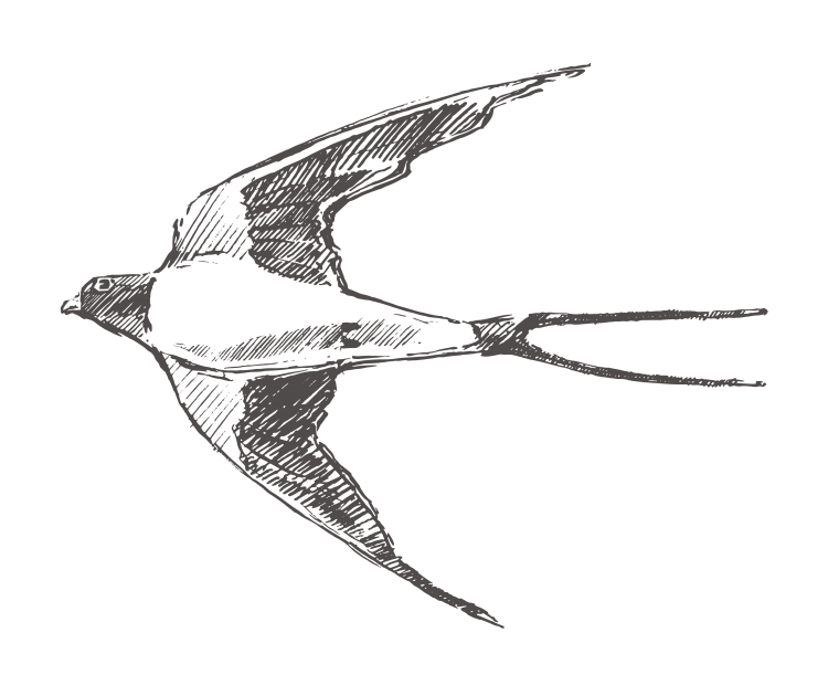 Распечатка раскраска птицы