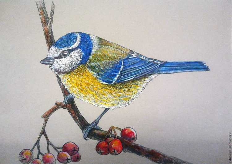 Обыкновенная лазоревка рисунок