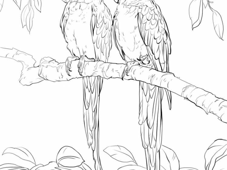 Разукрашка попугай ара