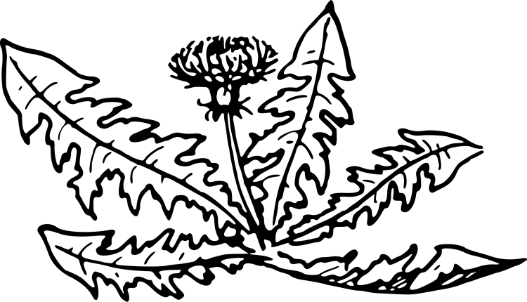 Трафарет одуванчика для рисования