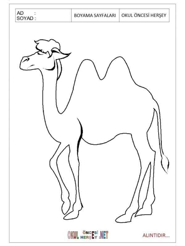 Кэмел двугорбый