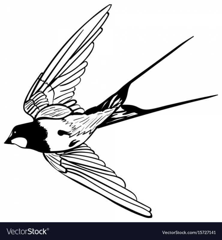 Ласточка тату эскиз