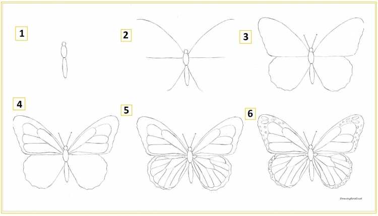 Как нарисовать бабочку поэтапно