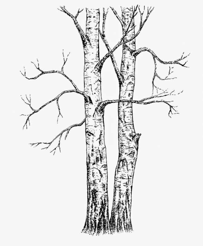 Дерево раскраска