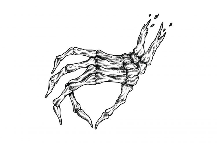 Скелет кисти руки человека референс