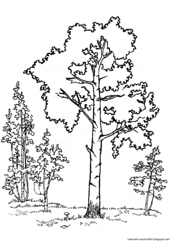 Лист липы раскраска