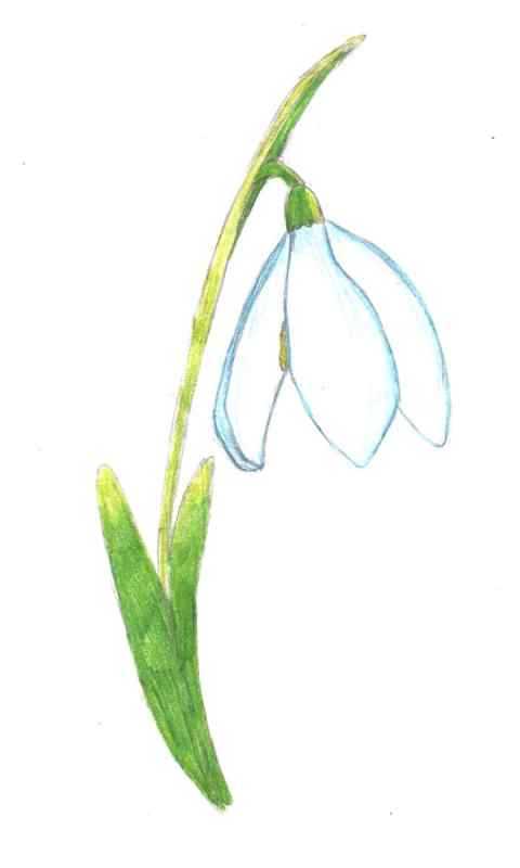 Подснежник для детей мультяшный