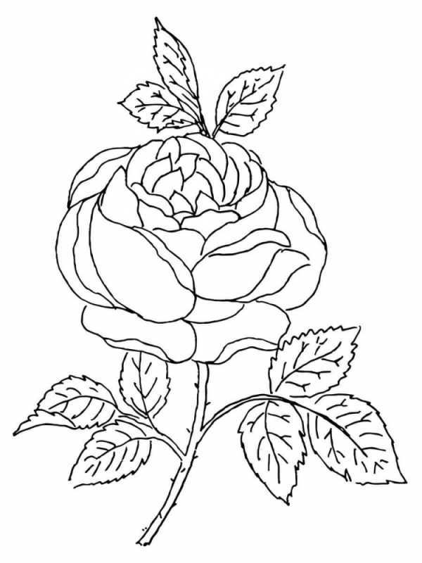 Цветы для раскрашивания маленькие