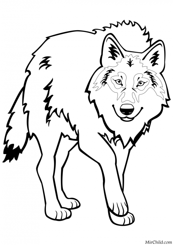 Схематичный рисунок волка