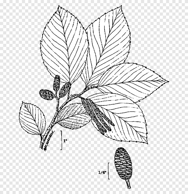 Ольха чёрная Alnus glutinosa формула цветка