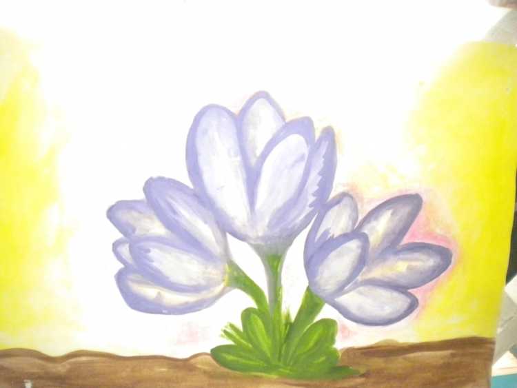 Подснежники голубые на белом фоне