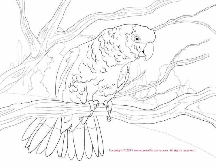 Попугай корелла