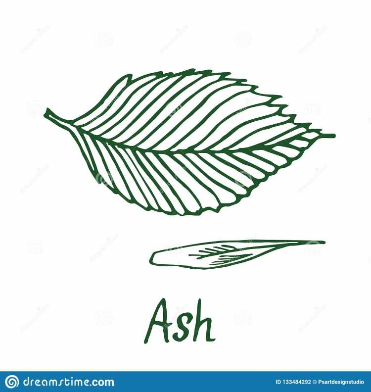 Контур листьев ясень