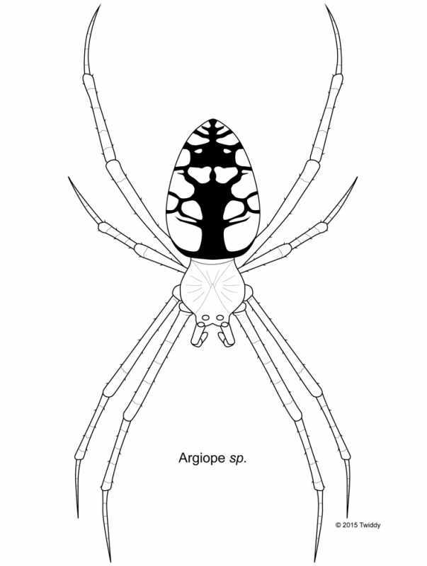 Робот человек паук раскраска