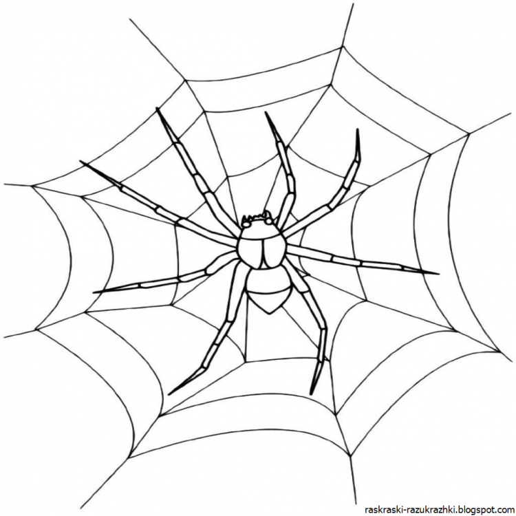 Паутина на белом фоне