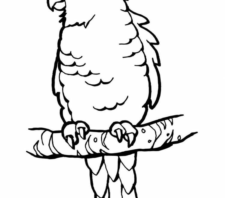 Волнистый попугай раскраска