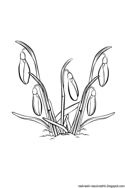 Подснежник для детей