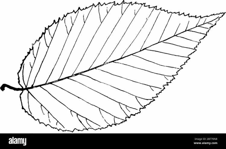Раскраска листики деревьев
