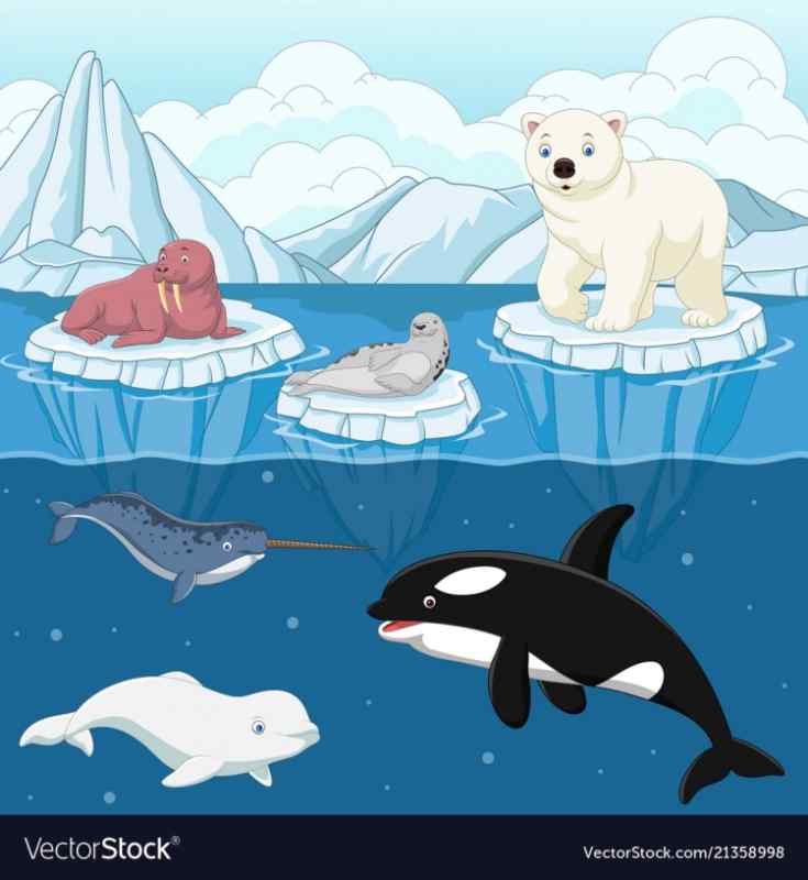 Рисование животных Арктики