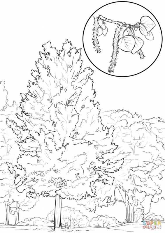 Береза раскраска