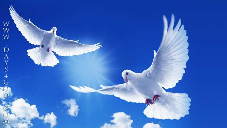 Белые голуби в небе