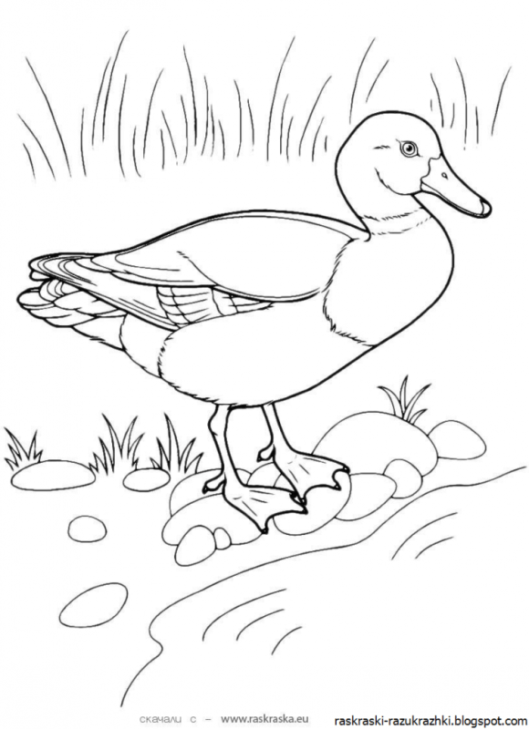 Гусь карандашом