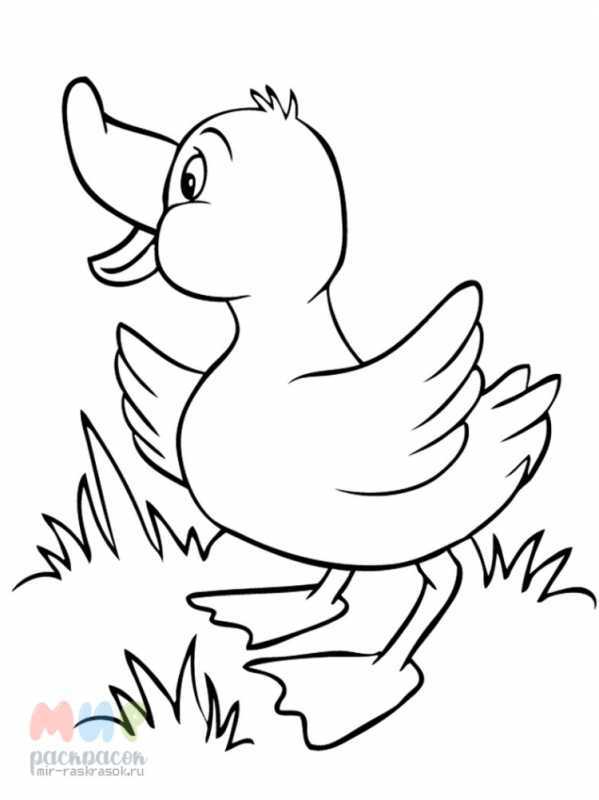 Раскраски животные уточка