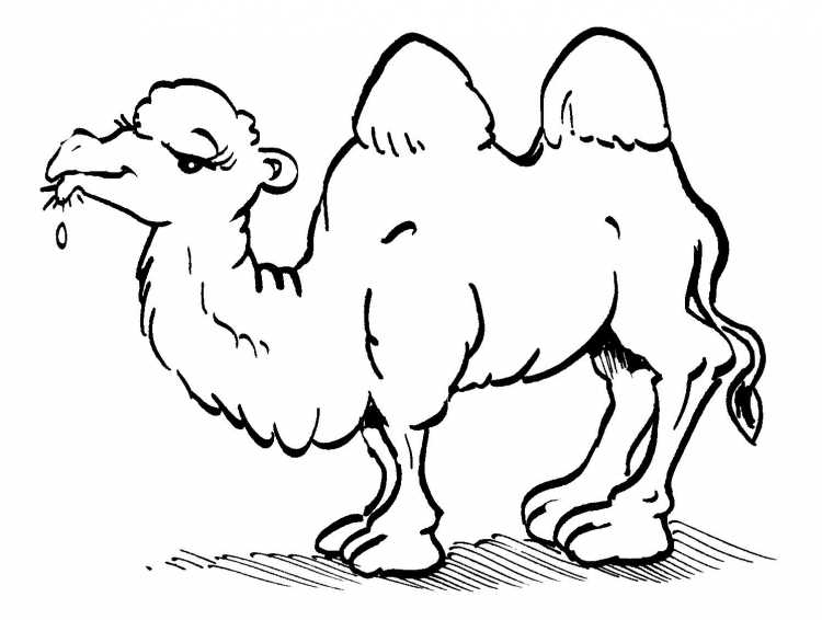 Верблюд раскраска для детей